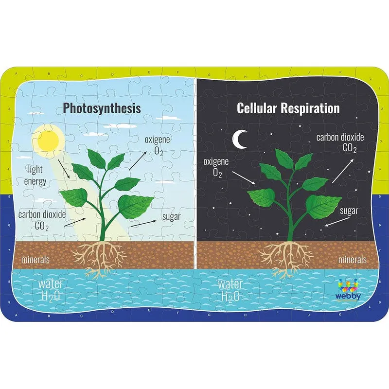 Photosynthesis & Respiration Wooden Jigsaw Puzzle, 108 Pieces