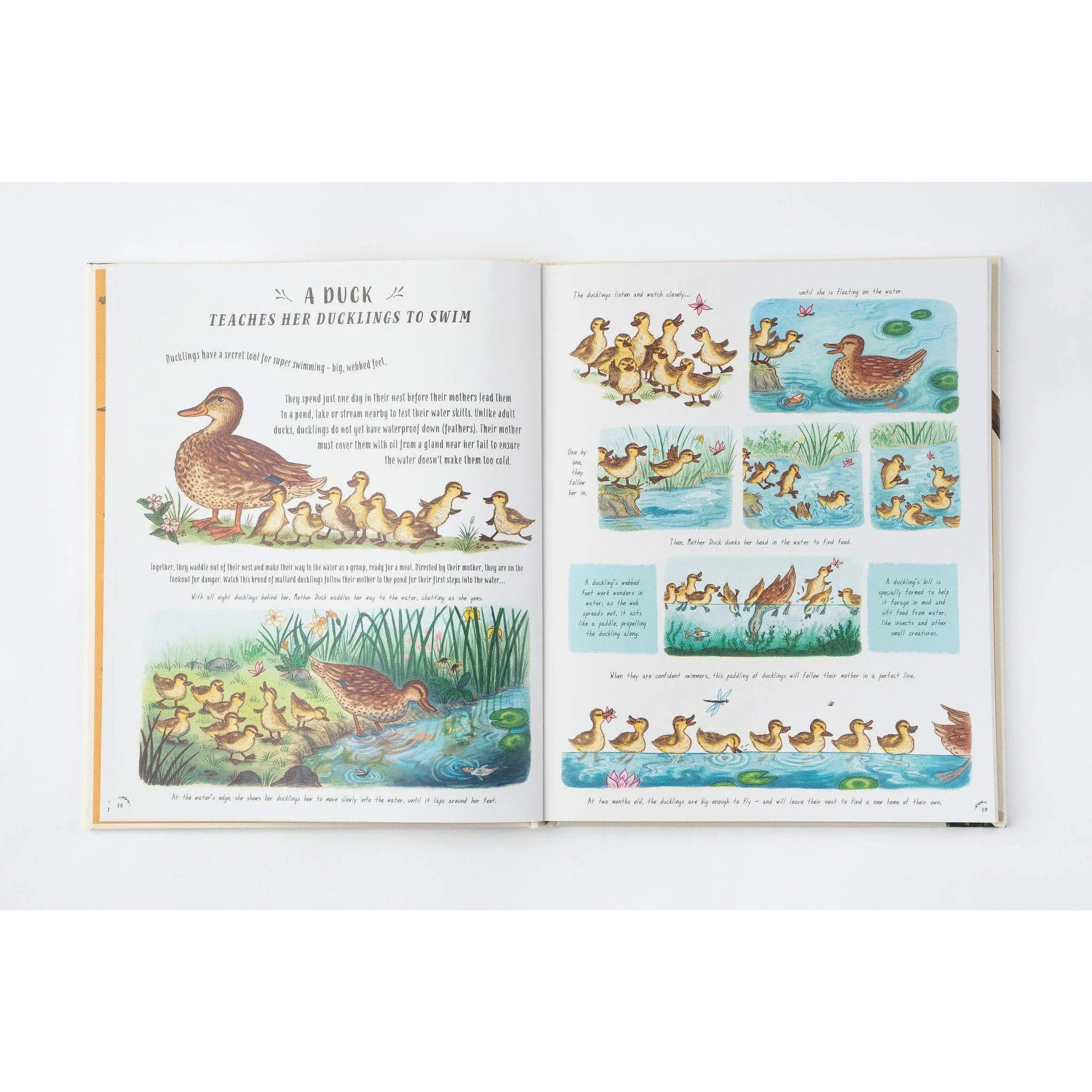 Slow Down: Bring Calm to a Busy World with 50 Nature Stories - Rachel Williams & Freya Hartas