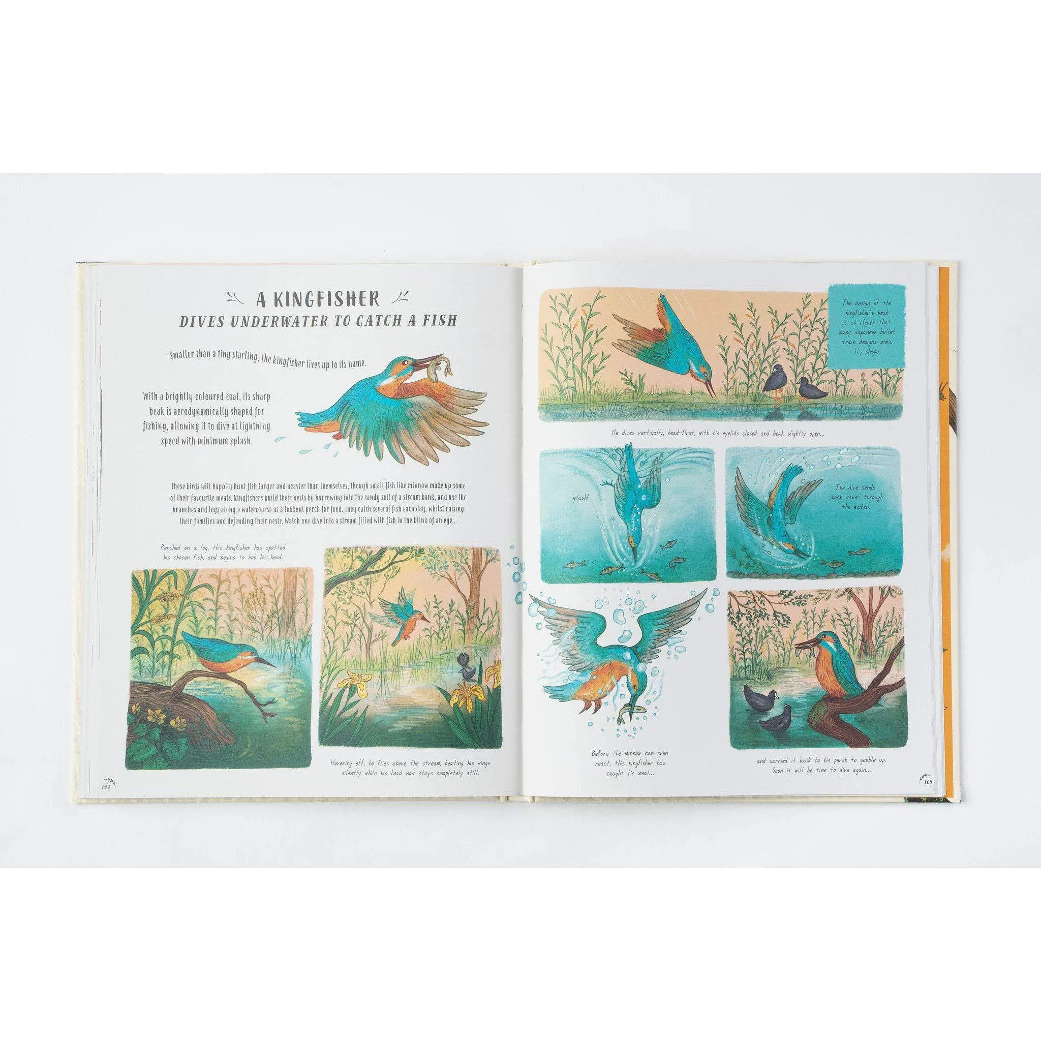 Slow Down: Bring Calm to a Busy World with 50 Nature Stories - Rachel Williams & Freya Hartas